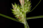 Fuzzy wuzzy sedge